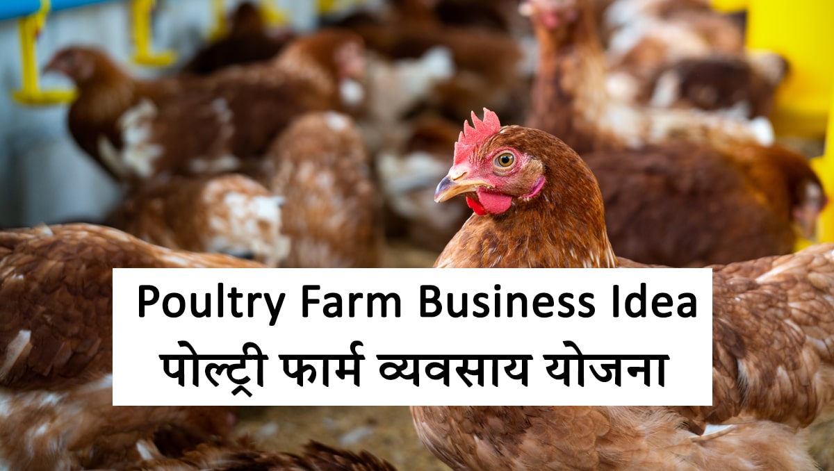 Poultry Farm Business Idea : पोल्ट्री फार्म व्यवसाय योजना